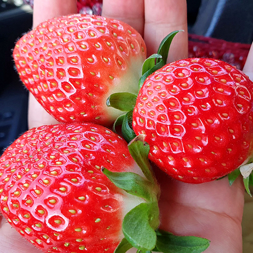 고당도 설향 딸기